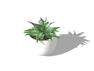 白掌植物盆栽su模型免费下载 ，盆栽白掌草图大师模型