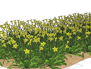 黄水仙绿植sketchup模型，现代观花植物skp文件下载