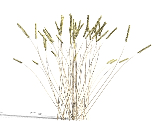 小麦绿植sketchup模型，现代观花植物skp文件下载