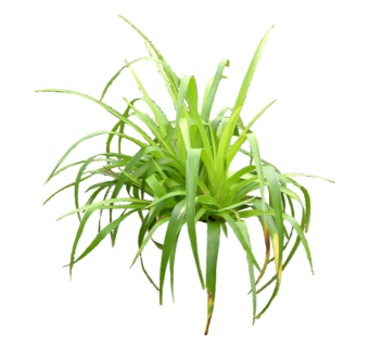 吊兰草图大师模型，sketchup植物草模型下载