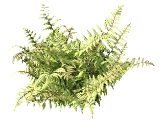 毛轴蹄盖蕨su模型免费下载，草图大师植物草模型分享