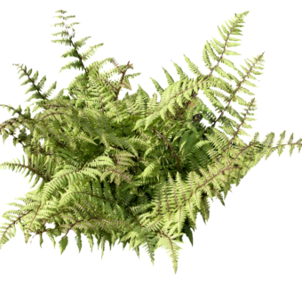 毛轴蹄盖蕨su模型免费下载，草图大师植物草模型分享