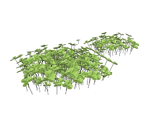 四叶草灌木丛sketchup模型，常绿灌木skp文件下载