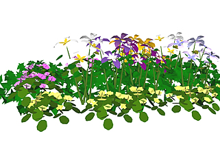 铁线莲现代植物su模型，绿植花草图大师模型下载