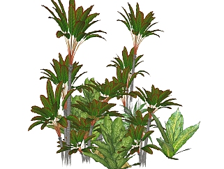 彩叶朱蕉绿植sketchup模型，现代观叶植物skp文件下载
