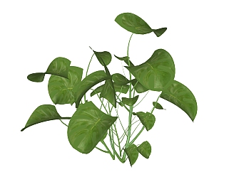 绿萝绿植sketchup模型，室内观叶植物skp文件下载