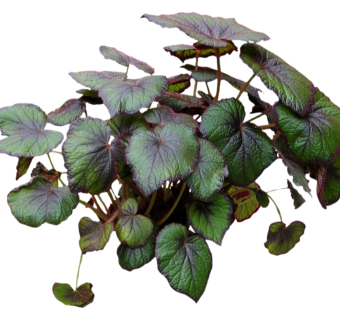 秋海棠草图大师模型，sketchup植物草秋海棠模型下载