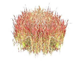 血草植物草su模型免费下载，草图大师血草模型分享