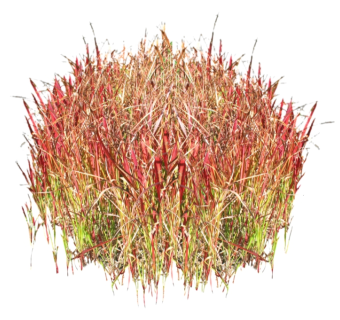 血草植物草su模型免费下载，草图大师血草模型分享