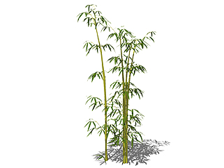 <em>青皮竹</em>植物su模型，景观绿植草图大师模型下载