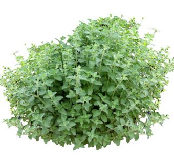 荆芥草图大师模型，sketchup植物草荆芥模型下载