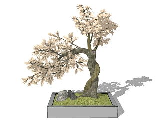 枯树树干盆景 sketchup模型，枯树干盆景SU模型下载