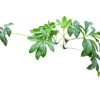 七叶莲草图大师模型，sketchup植物草模型下载