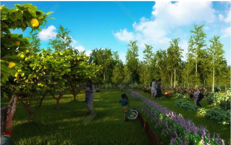 中国北京农业生态谷概念性规划 设计-11采摘园效果图