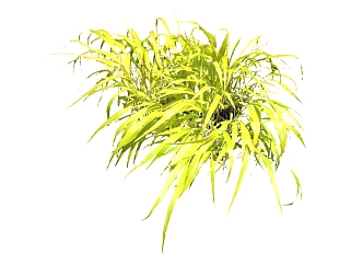 水甜茅su模型免费下载，草图大师植物草模型分享