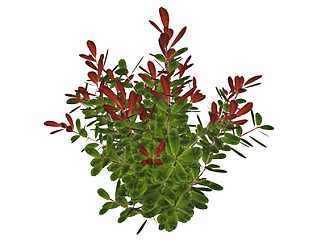 红叶石楠现代植物su模型，绿植花草图大师模型下载