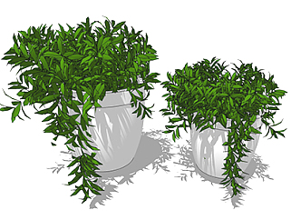 雀舌黄杨现代植物草图大师模型，绿植盆栽sketchup模型下载