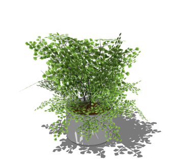 精品蕨类植物su模型集下载