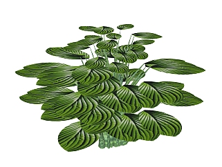 <em>玉簪</em>绿植sketchup模型，现代观叶植物skp文件下载
