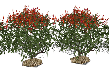 红叶石楠植物su模型，绿植灌木草图大师模型下载