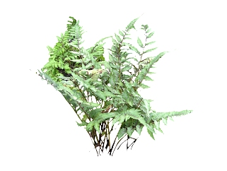 百越凤尾蕨su模型免费下载，草图大师植物草模型分享