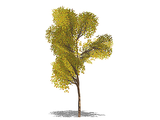 黄金树乔木草图大师模型，景观绿植sketchup素材下载