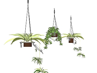 吊兰盆栽植物su模型，园艺花草sketchup模型下载