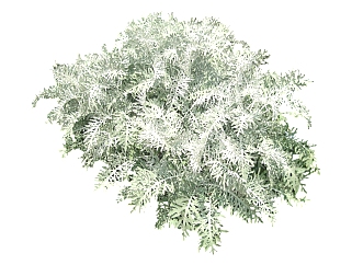 银叶菊植物草su模型下载，草图大师植物银叶菊模型分享