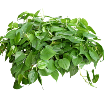 绿萝su模型免费下载，草图大师植物草模型分享