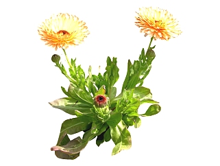 现代植物蜡菊su模型免费下载，草图大师蜡菊模型分享