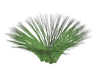 岩兰草绿植sketchup模型，现代观叶植物skp文件下载