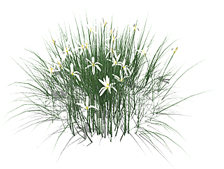 葱莲现代植物su模型，绿植花草图大师模型下载
