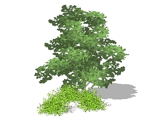 金钱榕景观树免费su模型下载、景观树草图大师模型下载