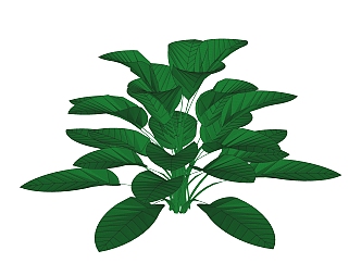 广东万年青绿植sketchup模型，现代观叶植物skp文件下载
