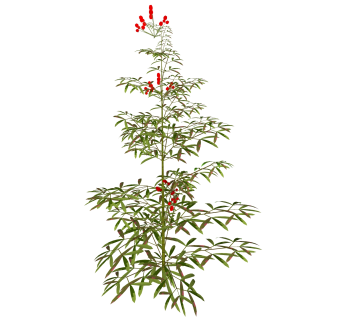 南天竹绿植sketchup模型，室内观叶植物skp文件下载