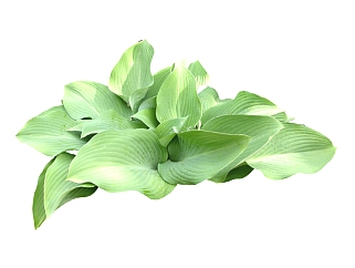 玉簪2d植物草su模型下载，sketchup植物草模型分享