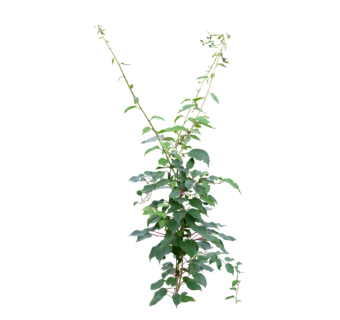 藤三七草图大师模型，sketchup植物草模型下载