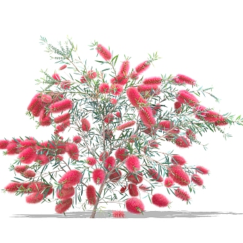 红千层绿植sketchup模型，现代<em>观</em>花植物skp文件下载