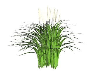 <em>芦苇</em>绿植sketchup模型，室内观叶植物skp文件下载