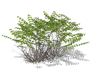 小<em>叶</em>女贞sketchup模型，灌木景观植物skp文件下载