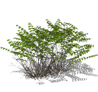 小叶女贞sketchup模型，灌木景观植物skp文件下载