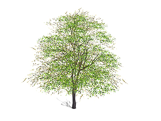 橡树<em>乔木</em>草图大师模型，景观绿植sketchup素材下载