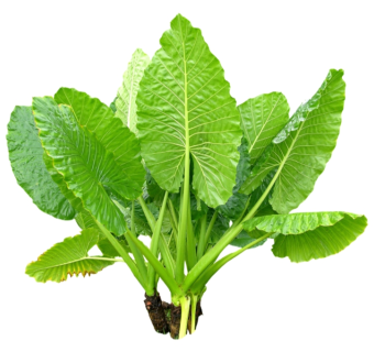 海芋su模型免费下载，草图大师植物草模型分享