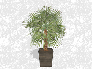 棕榈盆栽草图大师模型，家居植物sketchup模型下载