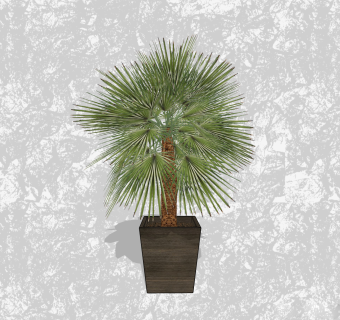 棕榈盆栽草图大师模型，家居植物sketchup模型下载