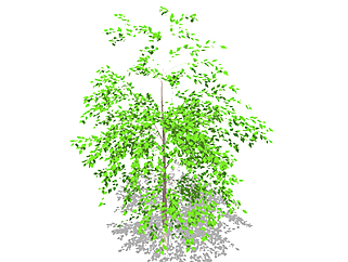 菜豆树乔木草图大师模型，景观绿植sketchup素材下载