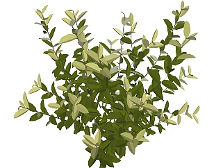 冬青绿植sketchup模型，现代观叶植物skp文件下载