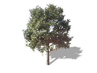 槲树景观树免费su模型下载、景观树草图大师模型下载