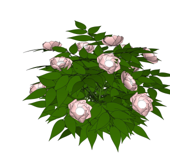 玫瑰花草图大师模型，SU模型免费下载