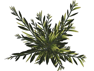 夹竹桃绿植sketchup模型，现代观叶植物skp文件下载